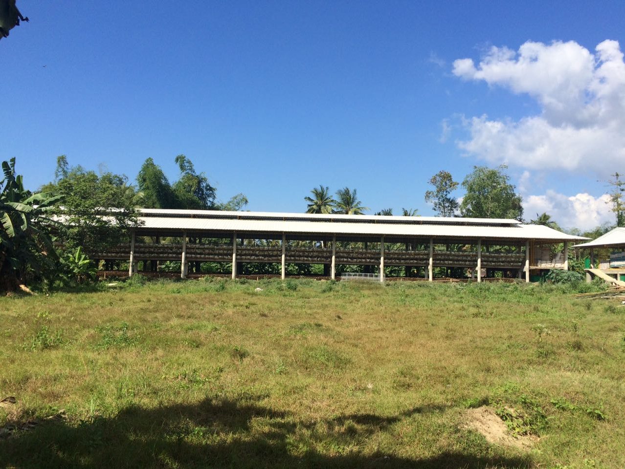 Automatic Manure Removal System